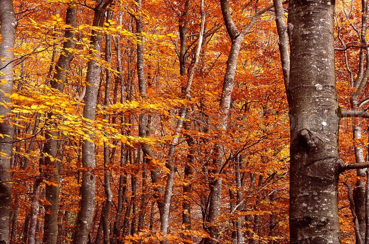 Abruzzo National Park, Abruzzo, Italy
 (cod:Abruzzo 04)